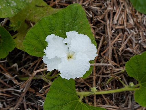Journées-du-patrimoine