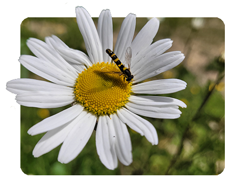 Univers-Visuel prairie