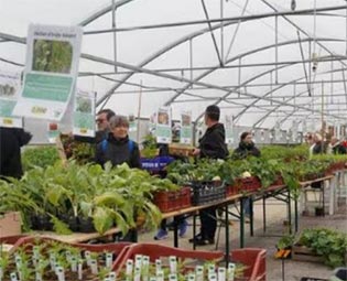 Le-Potager-extraordinaire-propose-la-vente-de-18-000-plants