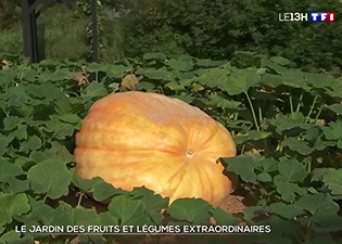 le-jardin-des-fruits-et-legumes-extraordinaires