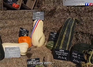 tf1-les-geants-verts