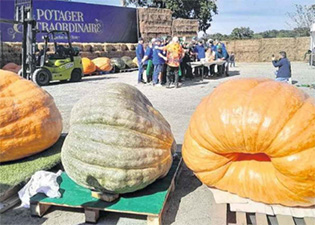 un-potiron-de-774,5-kg-remporte-le-concours-Incroyables-légumes